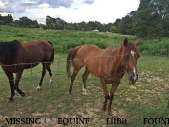 MISSING EQUINE LilBit FOUND DECEASED Near Bowdon, GA, 30108